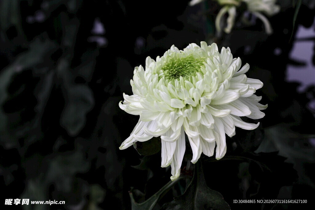 菊花
