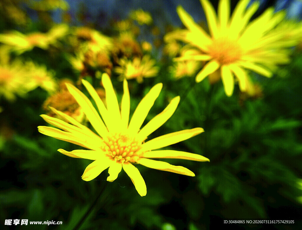 菊花