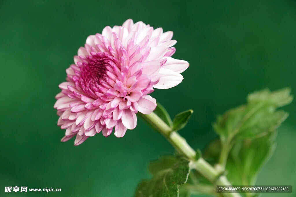 粉色菊花特写