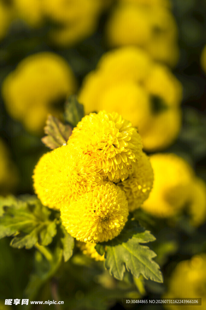 黄色绒球菊花特写
