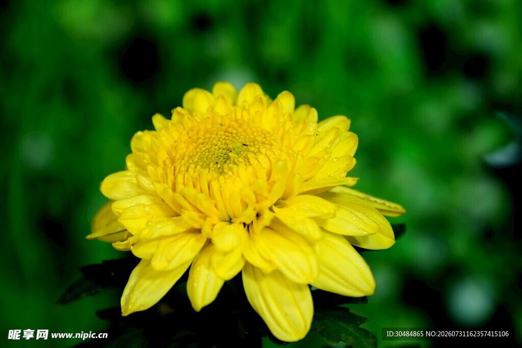 黄色菊花特写