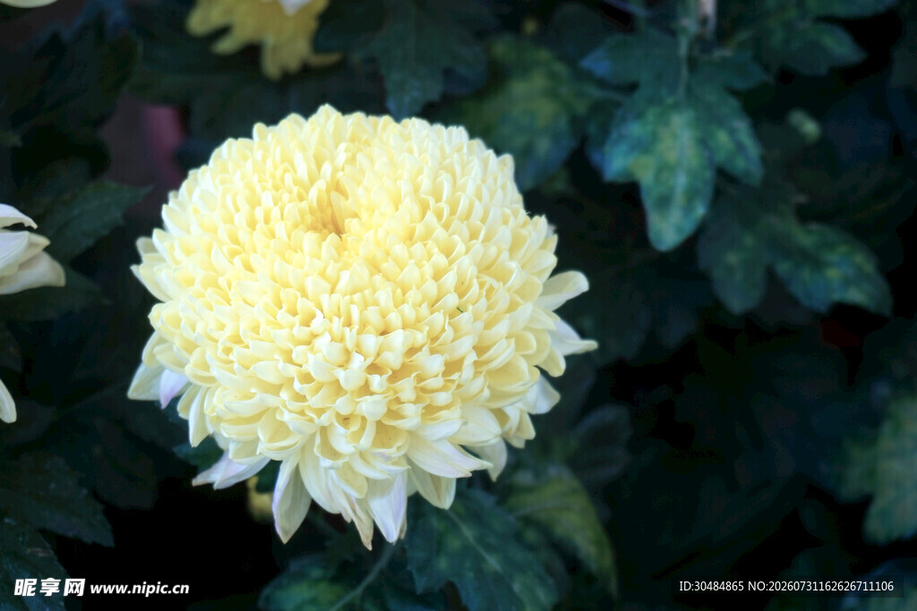 黄色菊花特写