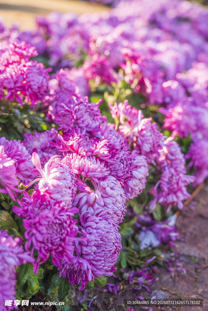 紫色菊花绽放美景