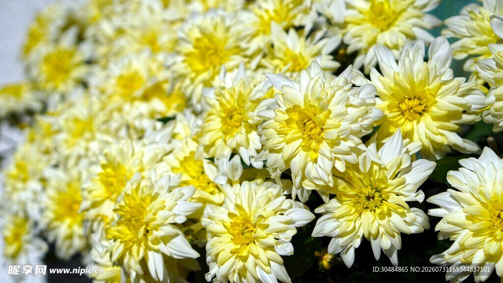 黄色菊花