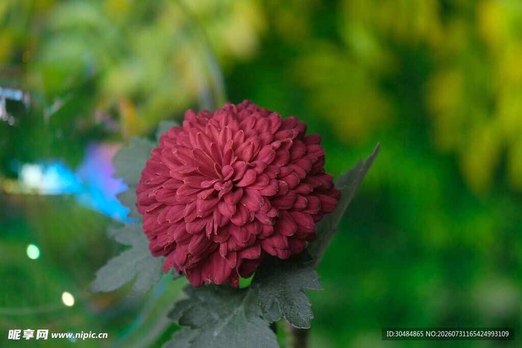 红色球状菊花