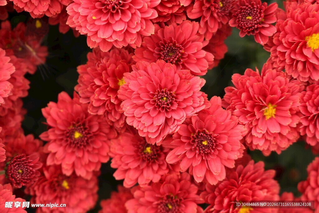 粉红色菊花