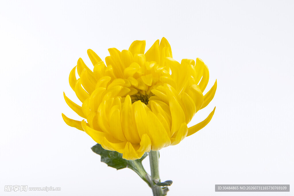 黄色单朵菊花特写