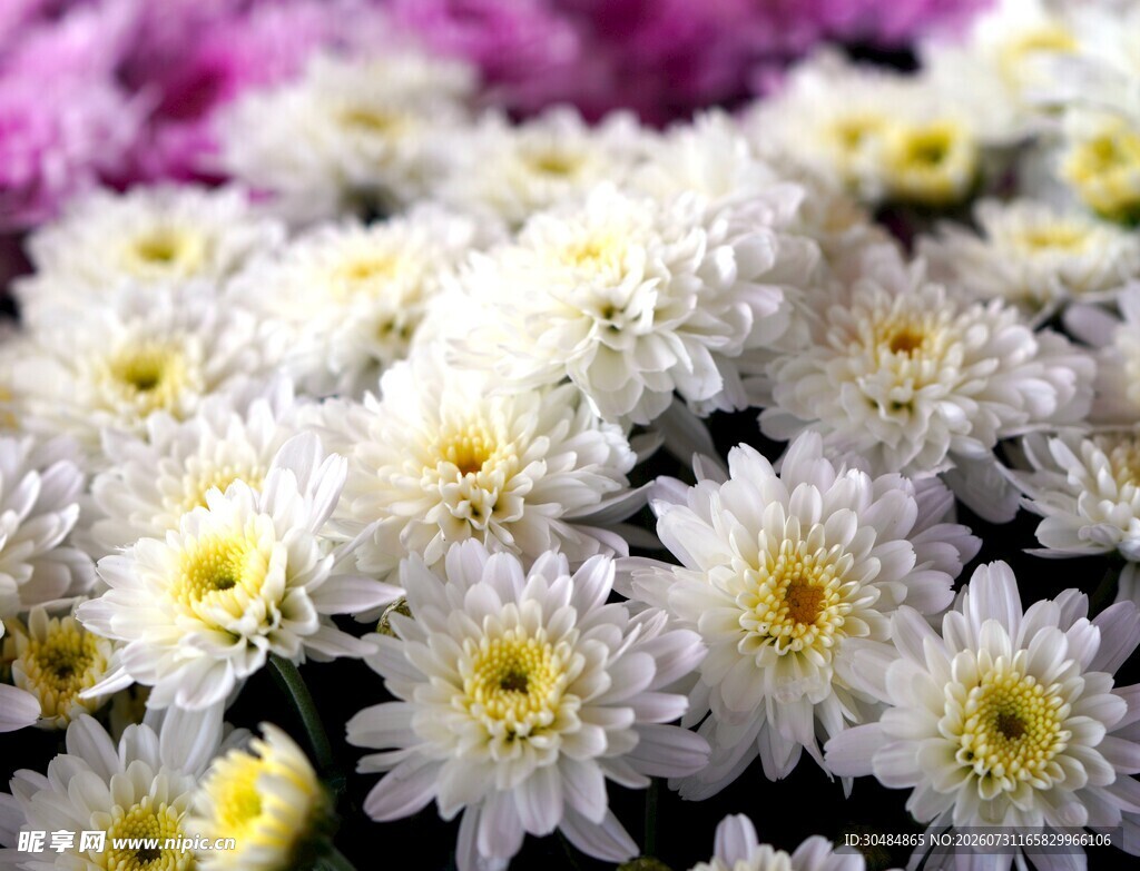 白色雏菊