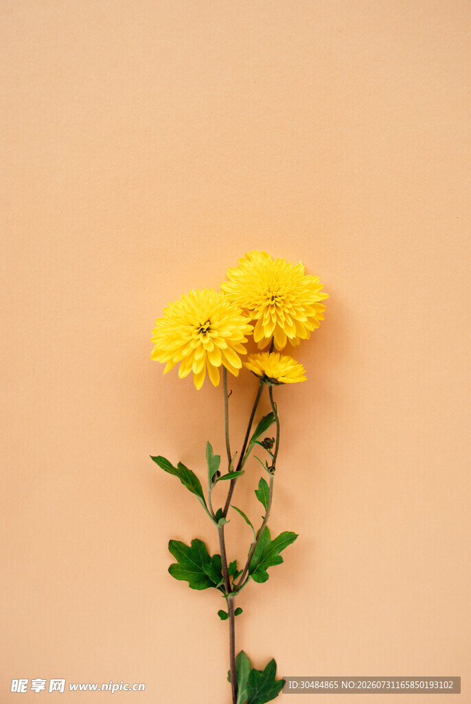 黄色小菊花特写