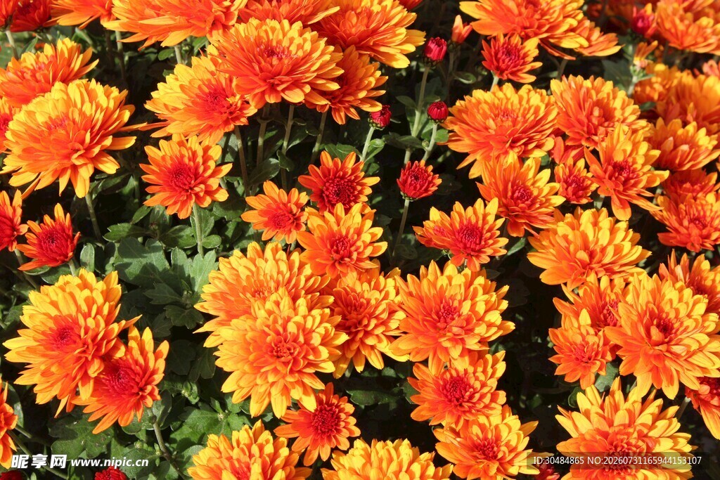 橙色菊花