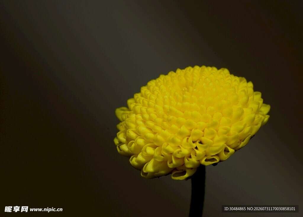 黄色绒球菊花