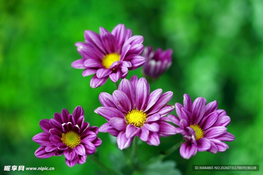 紫色菊花