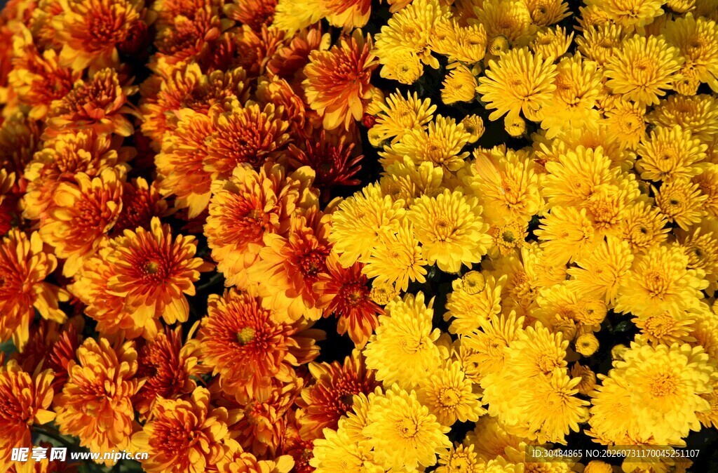 多彩菊花绽放