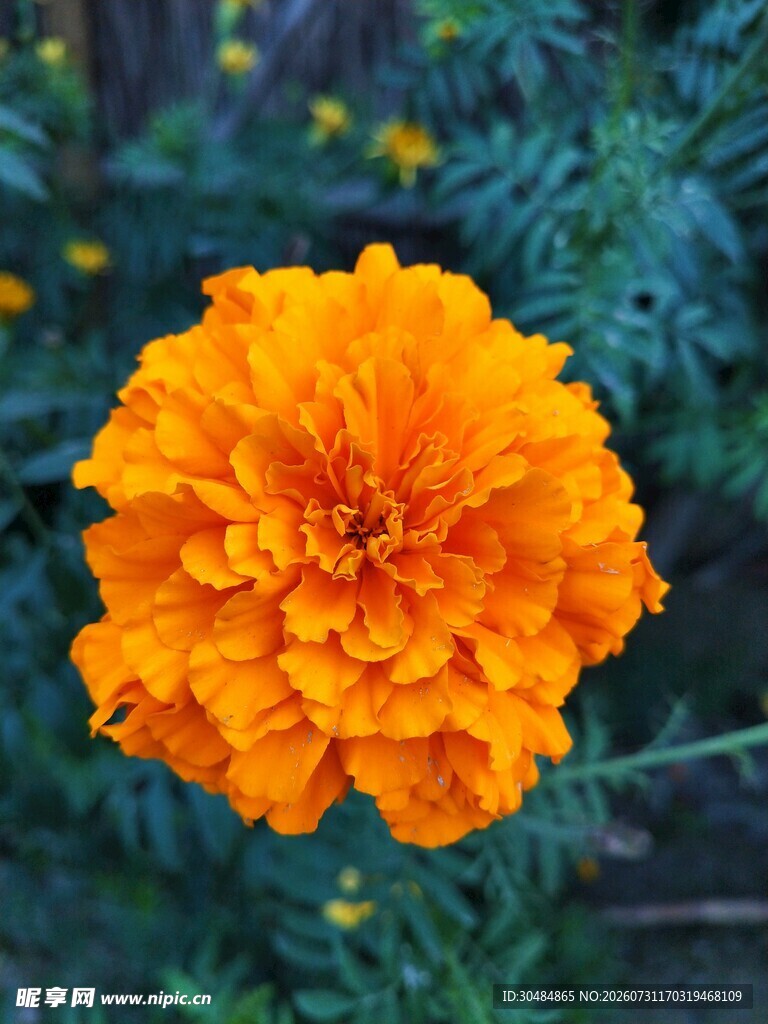 鲜艳橙色万寿菊特写