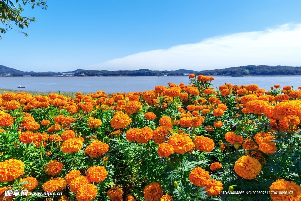 湖畔橘色菊花花海美景