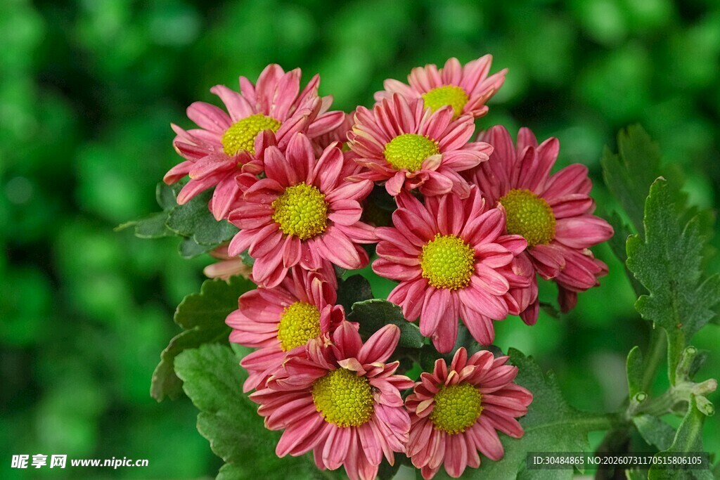 粉色菊花