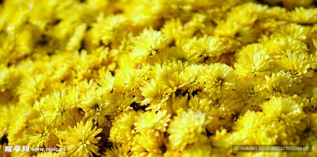 金黄灿烂的菊花特写