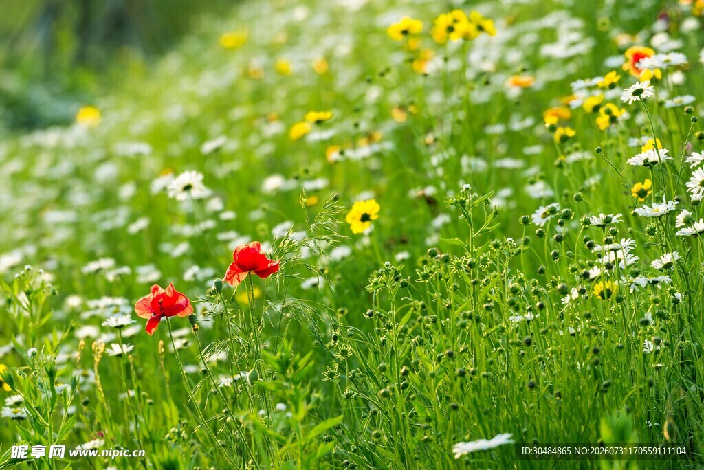 野菊花