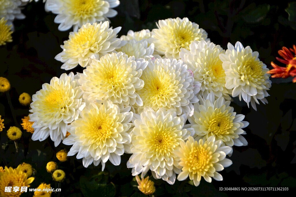 菊花