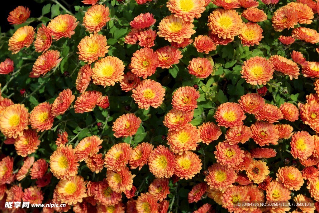 橙色菊花绽放