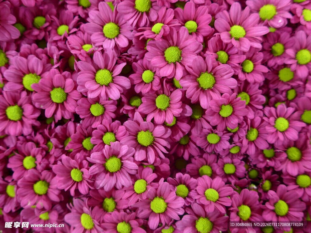 粉色雏菊