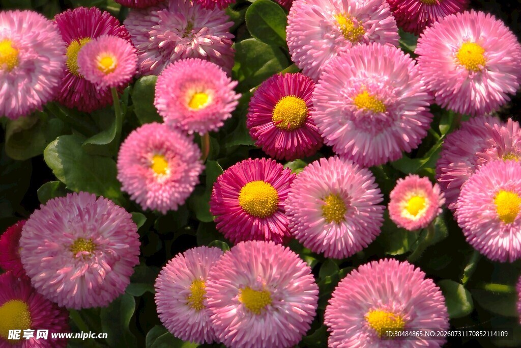 菊花 