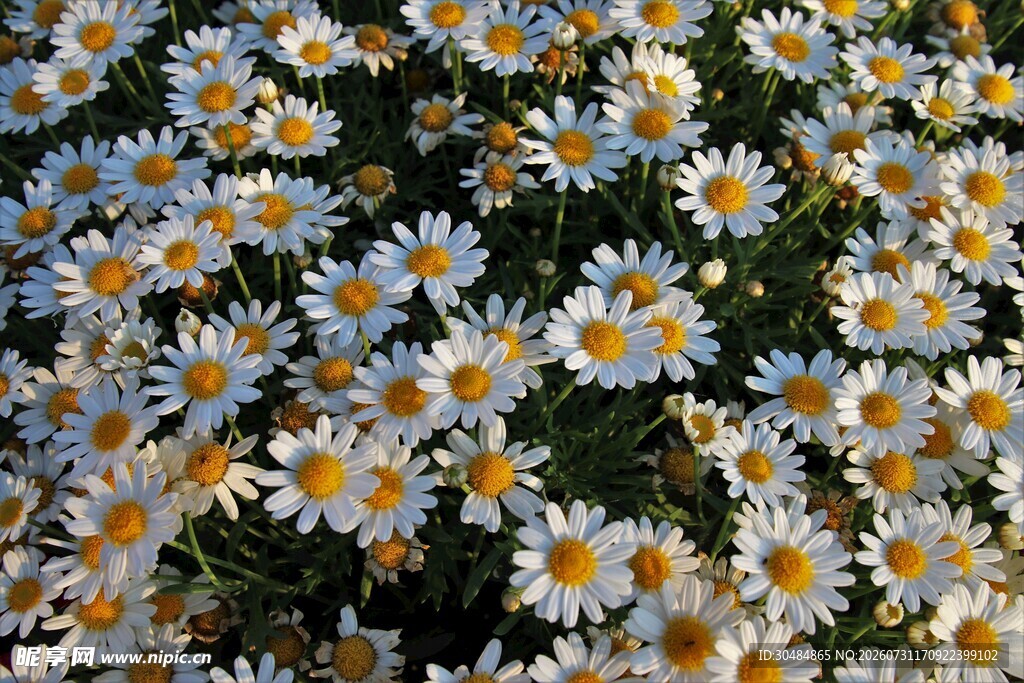 小雏菊