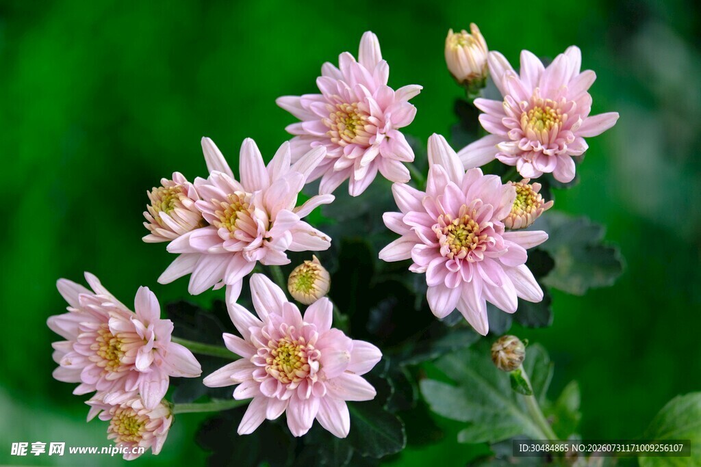 粉色小菊花