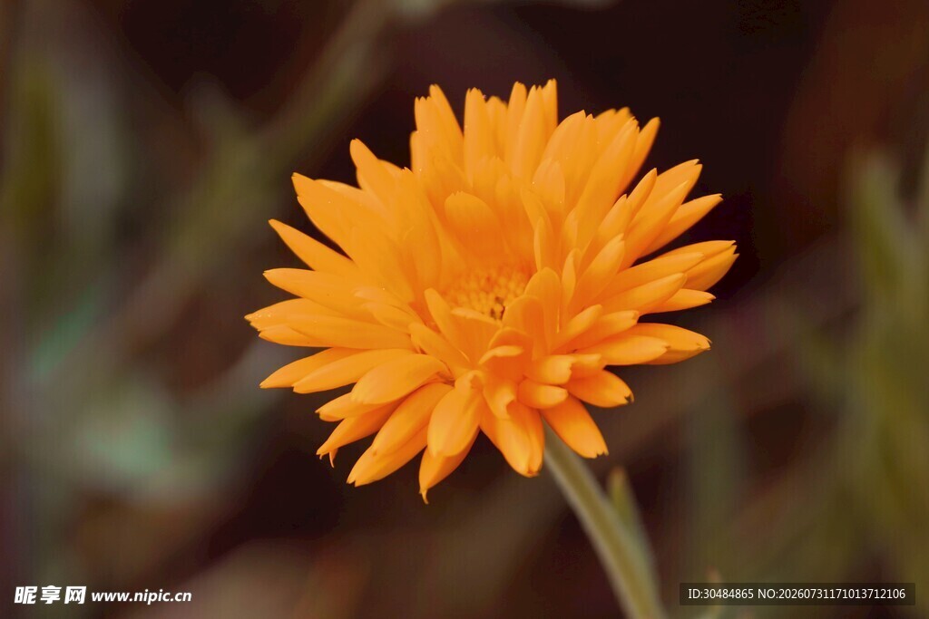 橙色菊花
