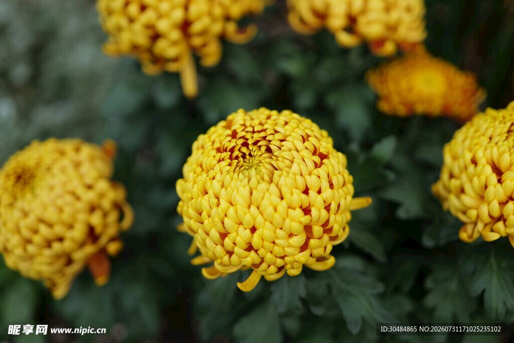菊花