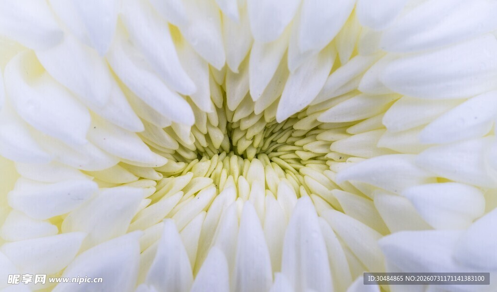 白色菊花特写