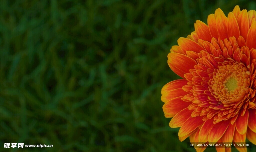 雏菊