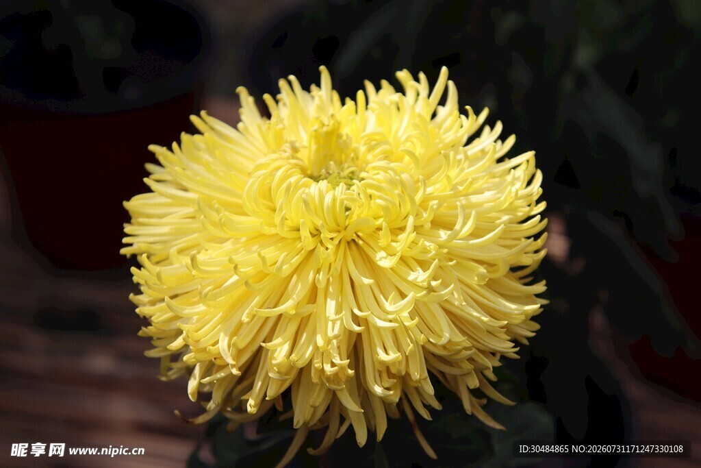 菊花