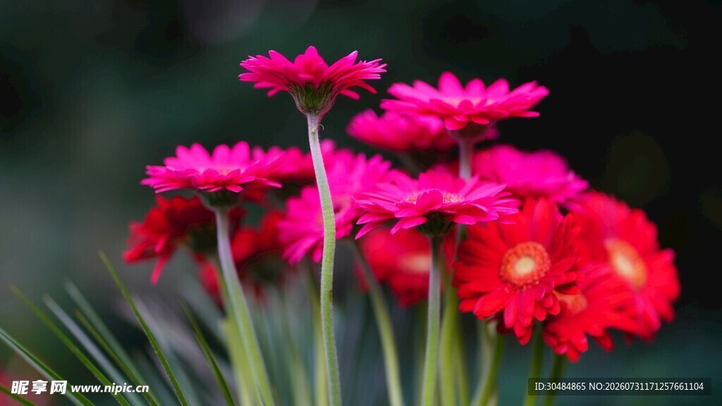 鲜艳玫红菊花