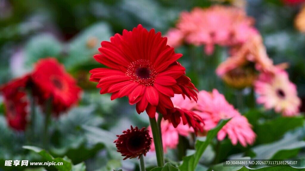 非洲菊