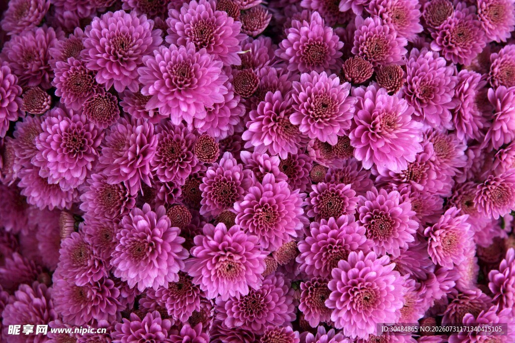 粉色菊花密集绽放