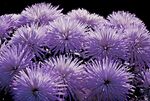 紫色菊花绽放