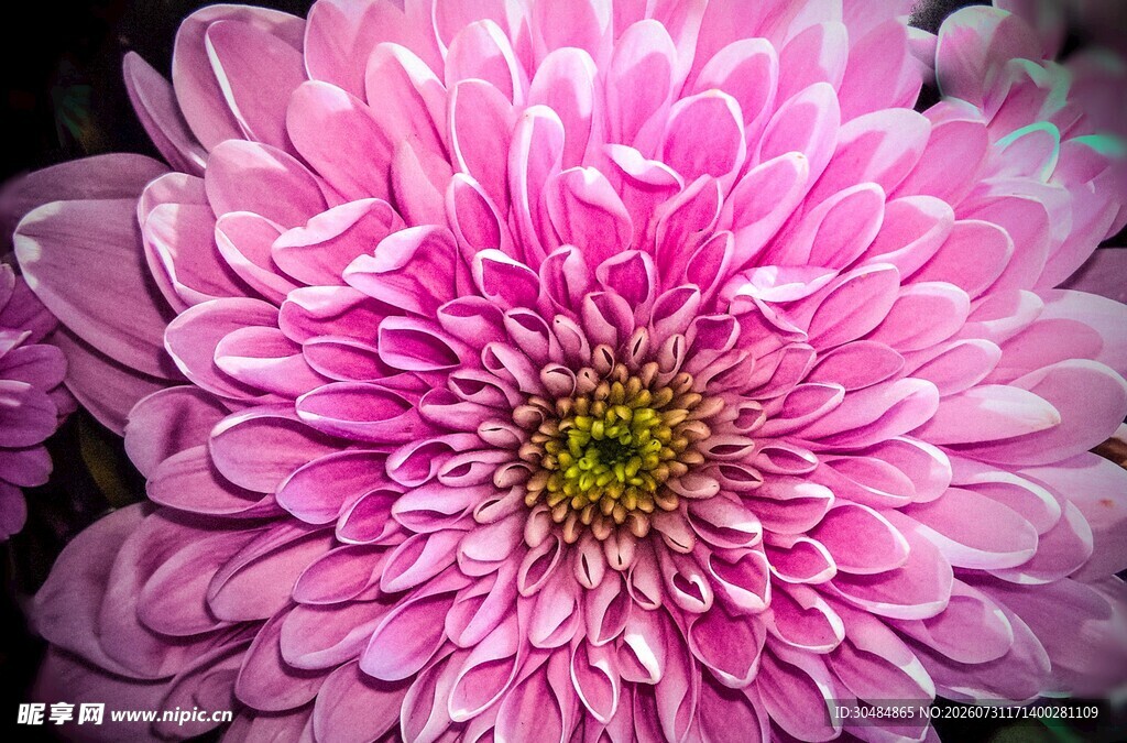 娇艳粉色菊花特写