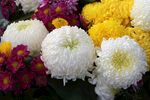 多彩菊花绽放