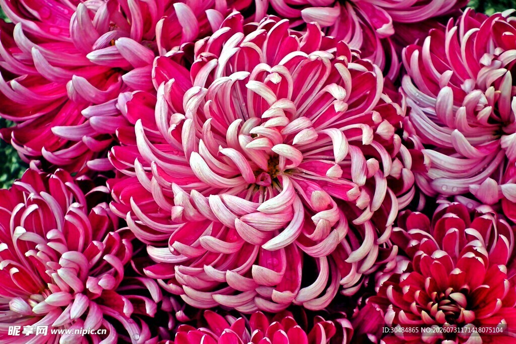菊花