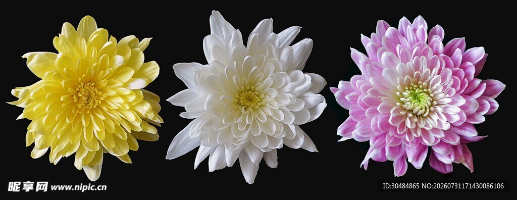 多彩菊花绽放