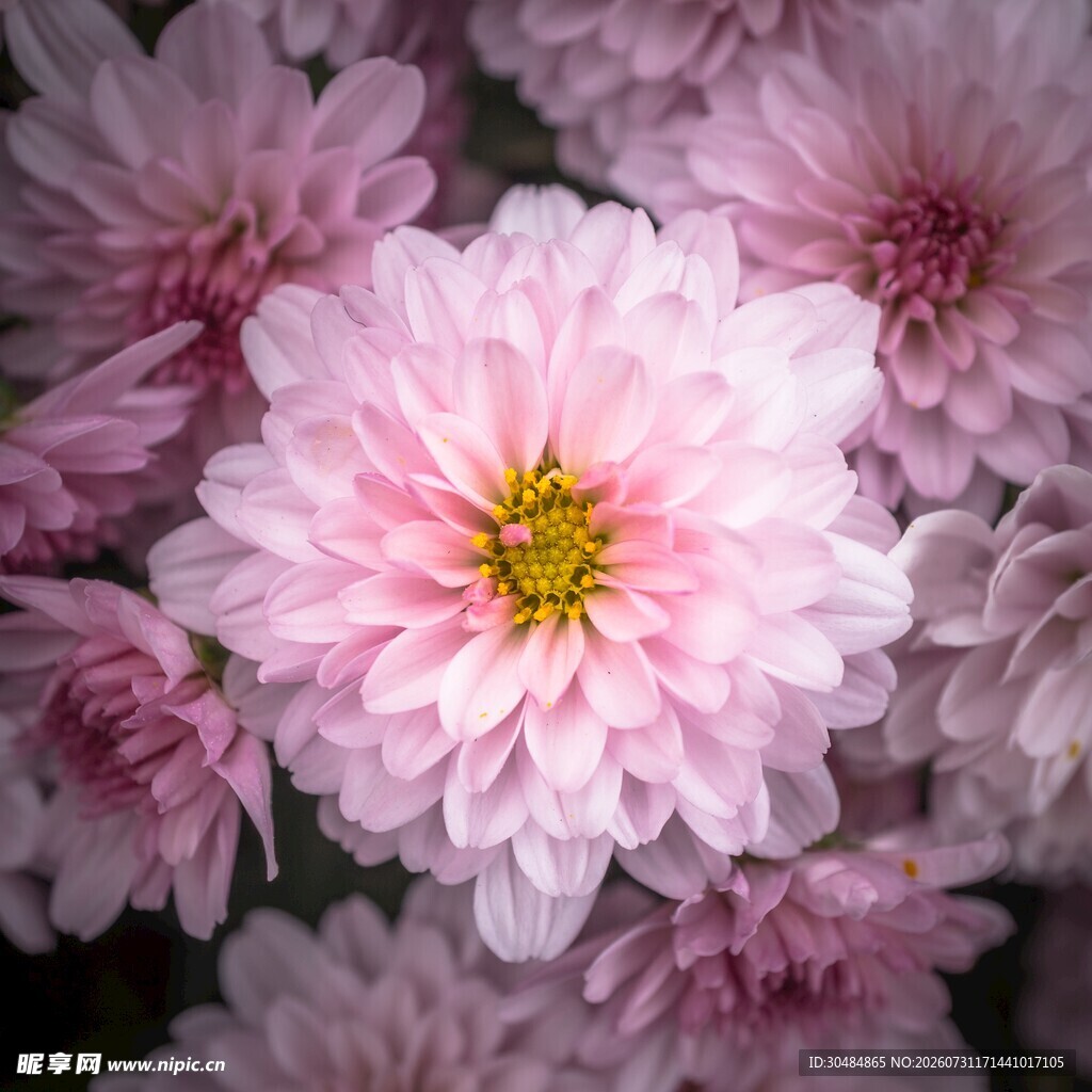 粉色菊花绽放