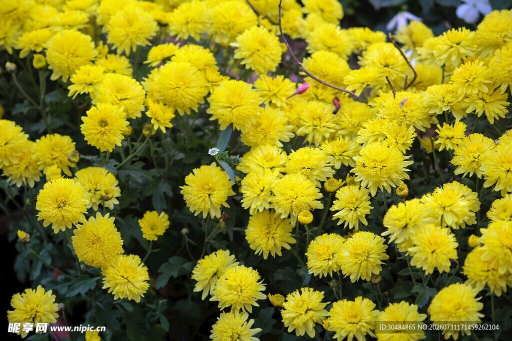 菊花