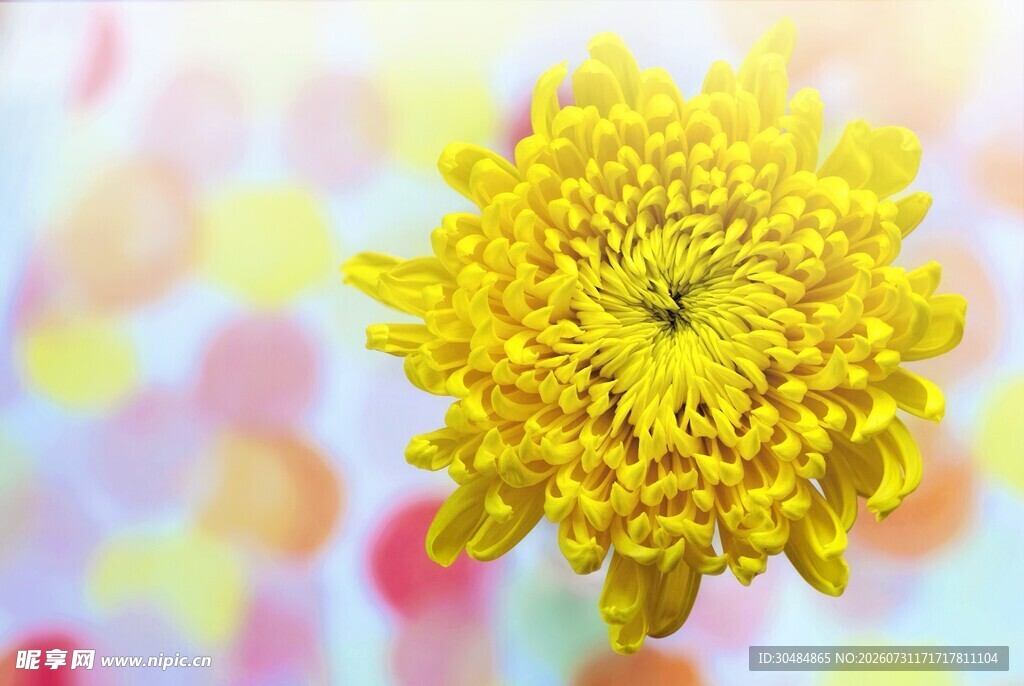 菊花