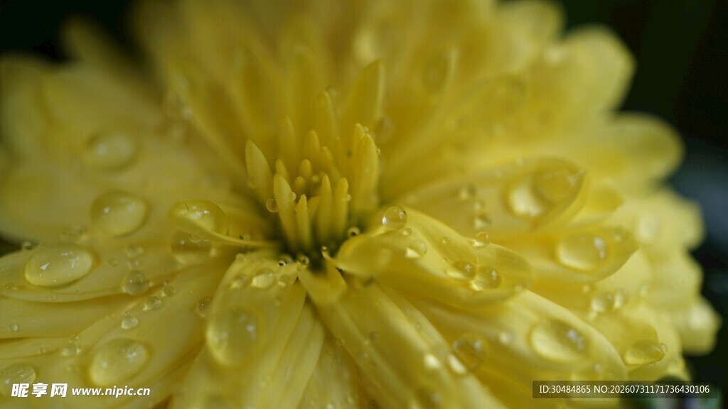 带水珠的黄色菊花特写