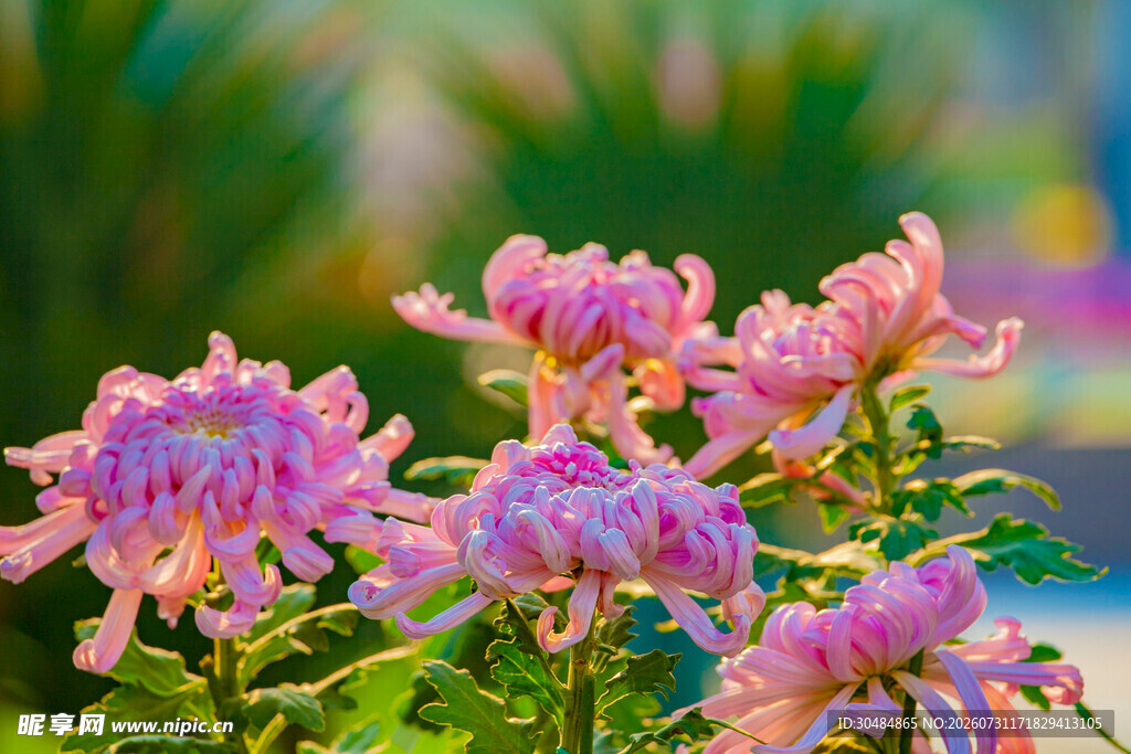娇艳粉色菊花
