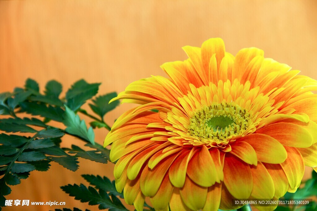 橙黄色菊花特写