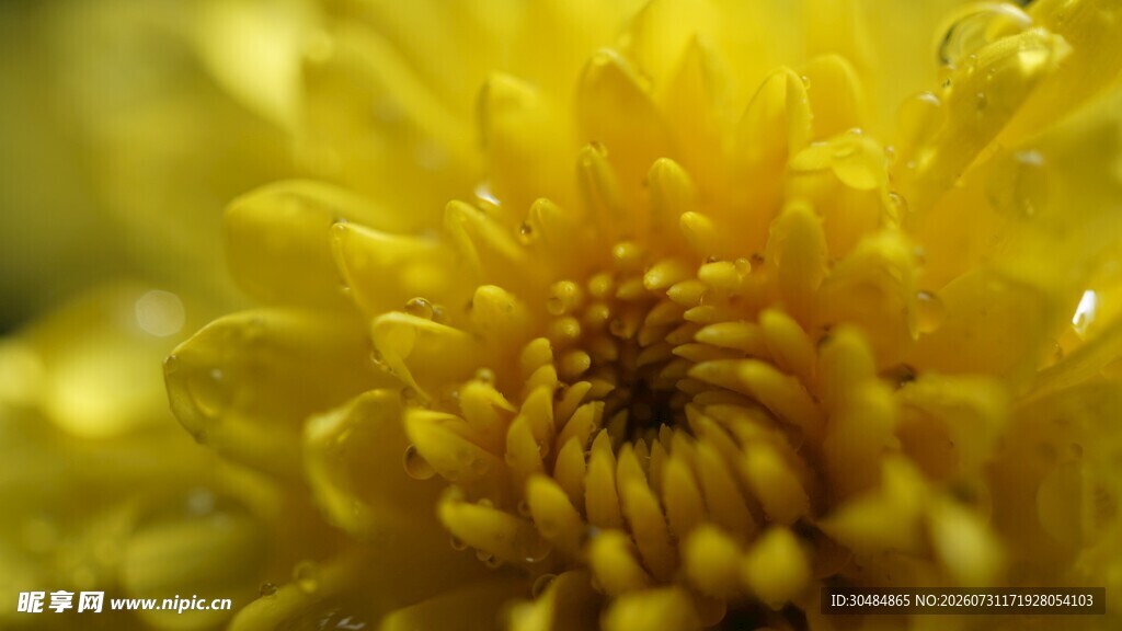 黄色菊花特写