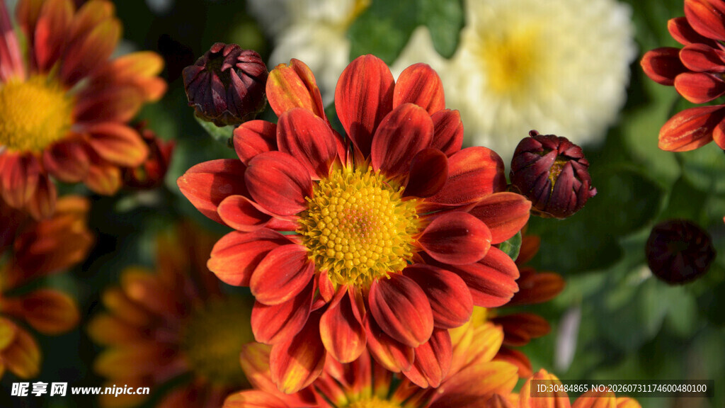 菊花 
