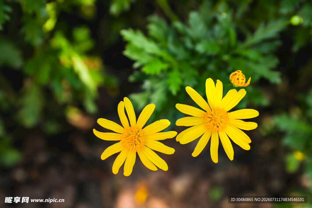 菊花